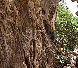 chacma baboon in a fantastic tree